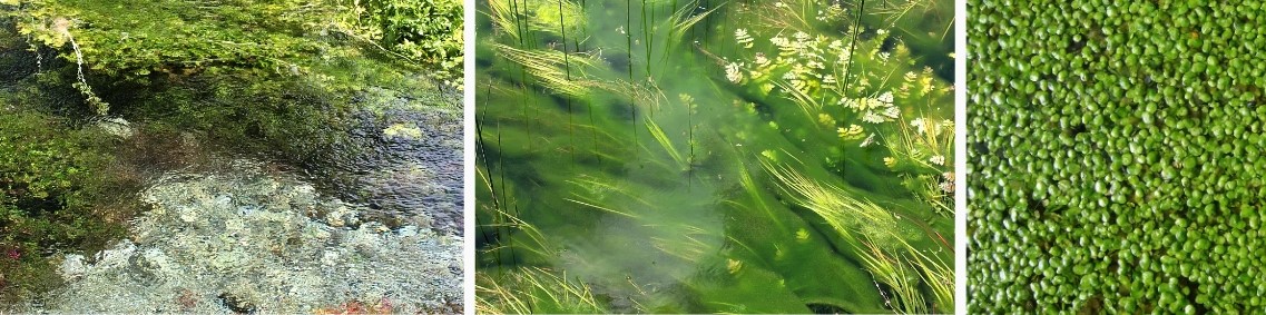 Spirulina Powder..jpg